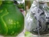 Chơi Tết độc: Bưởi bản đồ VN cháy hàng trước mấy tháng