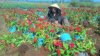 Nghẹn ngào vườn hoa tết bị kẻ gian phá nát