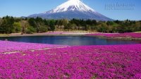 25 lý do thú vị khiến Tokyo hấp dẫn du khách