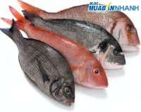 Cách chọn mua cá tươi ngon