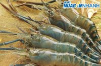 Mẹo chọn mua tôm tươi