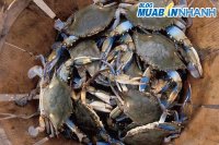 Mẹo phân biệt chất lượng cua biển
