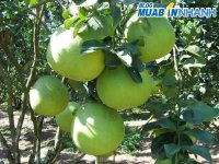 Mẹo chọn mua bưởi da xanh
