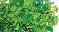 Mẹo với rau ngót và lợi ích từ nó