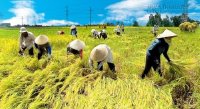 ​Nông nghiệp “thuận tự nhiên”