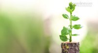 Những người truyền lửa