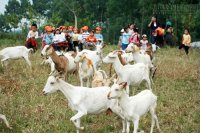 Trang trại đồng quê Ba Vì – du lịch nông nghiệp học đường