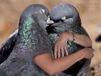 Chùm truyện cười Trung Quốc về thú vui chơi chim