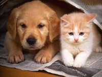 Mẹo xử lý vết thương khi bị chó / mèo cắn