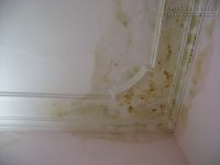 Bí quyết giải quyết vấn đề nấm mốc trên tường trước khi sơn mới