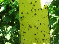 [Mẹo] - Nhử ruồi bằng thuốc tự chế