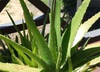 [Mẹo] - Cây xanh trong nhà giúp thanh lọc không khí