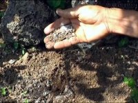 [Mẹo] - Bón phân bằng bã thuốc bắc