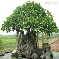 [Mẹo] - Cách làm cho lá đa, lá sung nhỏ lại