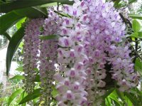 [Mẹo] - Kỹ thuật đơn giản trồng hoa lan rừng
