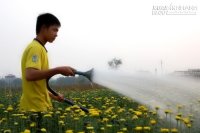 [Mẹo] - Kỹ thuật trồng cây hoa cúc