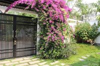 [Mẹo] - Cách chăm sóc cây hoa giấy cho ra hoa quanh năm