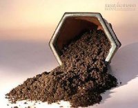 [Mẹo] - Dùng que gỗ để biết độ ẩm của đất