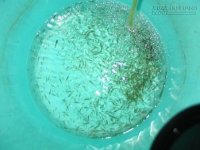 [Mẹo] - Cách nuôi lăng quăng làm thức ăn cho cá cảnh