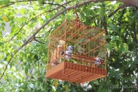 [Mẹo] - Vị trí đặt lồng chim