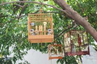 [Mẹo] - Yêu cầu cơ bản của lồng chim cảnh