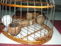 [Mẹo] - Chọn đặt coóng thức ăn cho chim