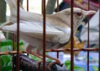 [Mẹo] - Không nên để chim mới mua gần chim nhà