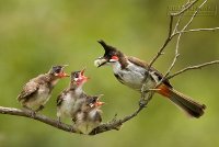 [Mẹo] - Cách chăm sóc chào mào con