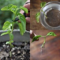 Muỗi e ngại tránh xa cây gia vị trong nhà