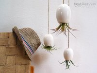 Vườn treo trong nhà
