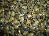 Mẹo hay tách vỏ hến nhanh mà không mất chất