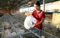 9X nuôi thỏ thu tiền tỷ mỗi năm