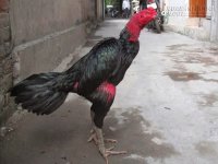 Cách chọn gà chọi đá hay của những người sành