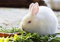 5 mẹo chăm sóc thỏ đơn giản