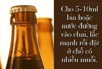 Cách diệt muỗi, gián hiệu quả với 6 mẹo vặt