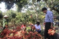 Chiều nay, 2,1 tấn vải thiều Lục Ngạn lên máy bay sang Mỹ