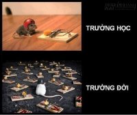 SỰ KHÁC NHAU GIỮA TRƯỜNG HỌC VÀ TRƯỜNG ĐỜI