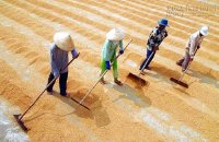Xuất khẩu nông sản: Giảm không chỉ vì tỷ giá