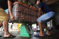 Vải Lục Ngạn bị thương lái trừ cân, ép giá