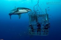 Rùng mình với những công viên cá mập trên thế giới