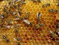 4 dưỡng chất thiên nhiên giúp chị em 