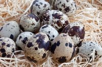 Mẹo làm đẹp da bằng trứng chim cút