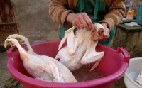 Mẹo làm thịt vịt nhanh sạch mà không bị hôi