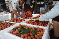 Vải đạt chuẩn phải bán vội cho Trung Quốc