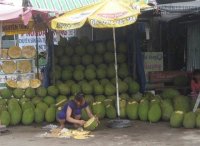 Mít Thái đầy vườn, giá rớt thê thảm