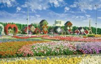45 triệu đóa hoa nở giữa sa mạc ở Dubai