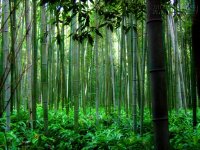 Câu chuyện về tre và dương xỉ