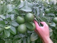 Mẹo hay để phân biệt chanh ta và chanh Trung Quốc