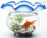 4 cách bài trí bể cá hợp phong thủy