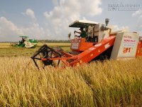 Không để gạo Việt mãi vô danh